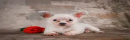 Chihuahua dogs for sale: Alex - Ad 9