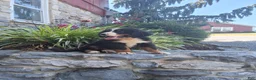 Bernese Mountain Dog dogs for sale: Bernese Mountain Dog 1 - Ad 1