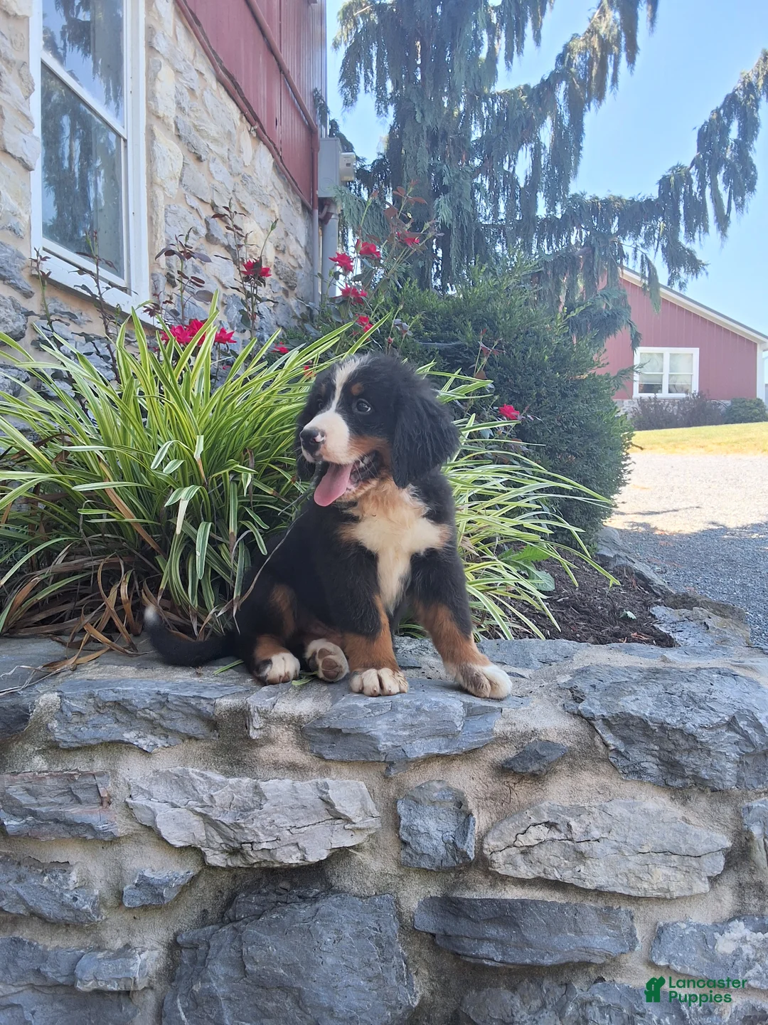 Bernese Mountain Dog dogs for sale: Bernese Mountain Dog 1 - Ad 1