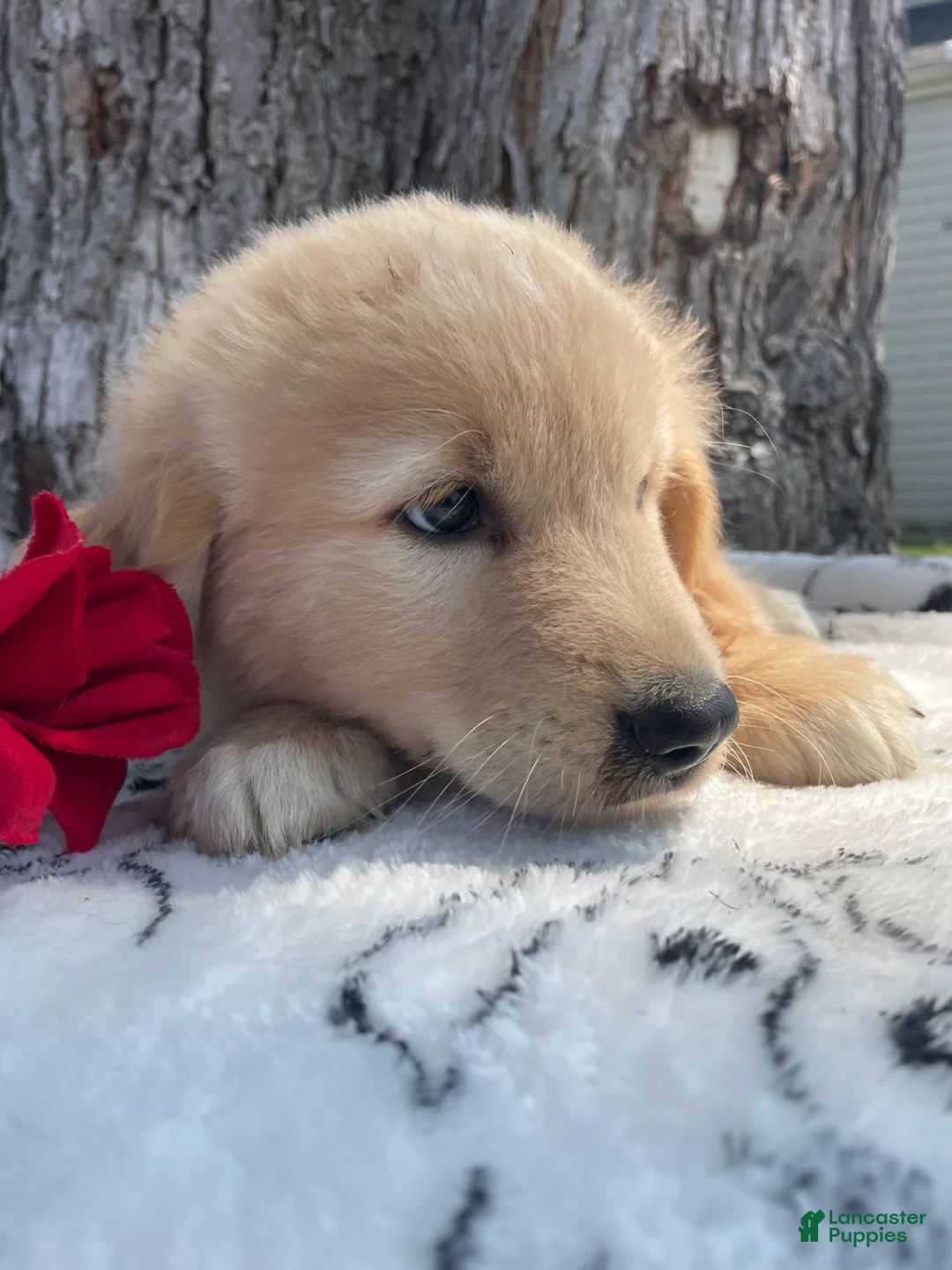 Mixed Breed dogs for sale: Twix - Ad 2