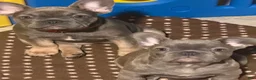 French Bulldog dogs for sale: French Bulldog 1 - Ad 6