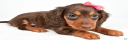Miniature Dachshund dogs for sale: Trixie - Ad 3