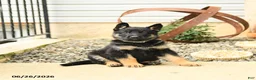 German Shepherd dogs for sale: Luke - Ad 5