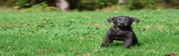 Labrador Retriever dogs for sale: Silver Dollar - Ad 3