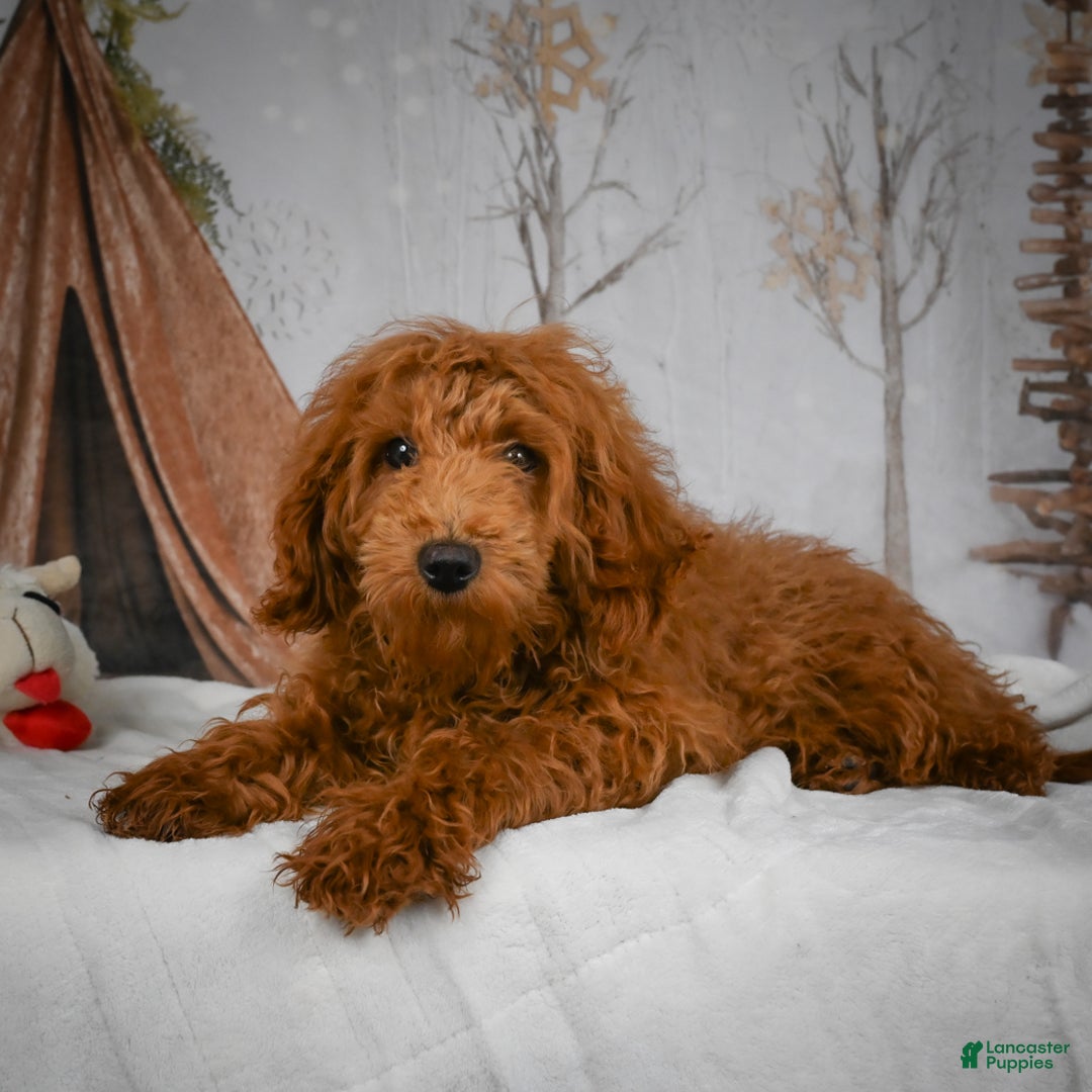 Mini Goldendoodle dogs for sale: Sammie - Ad 4