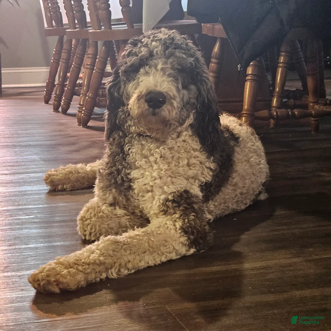 Standard Poodle dogs for stud: Leonidas  - Ad 2