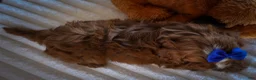 Cavapoo dogs for sale: Kyle🐾 - Ad 19