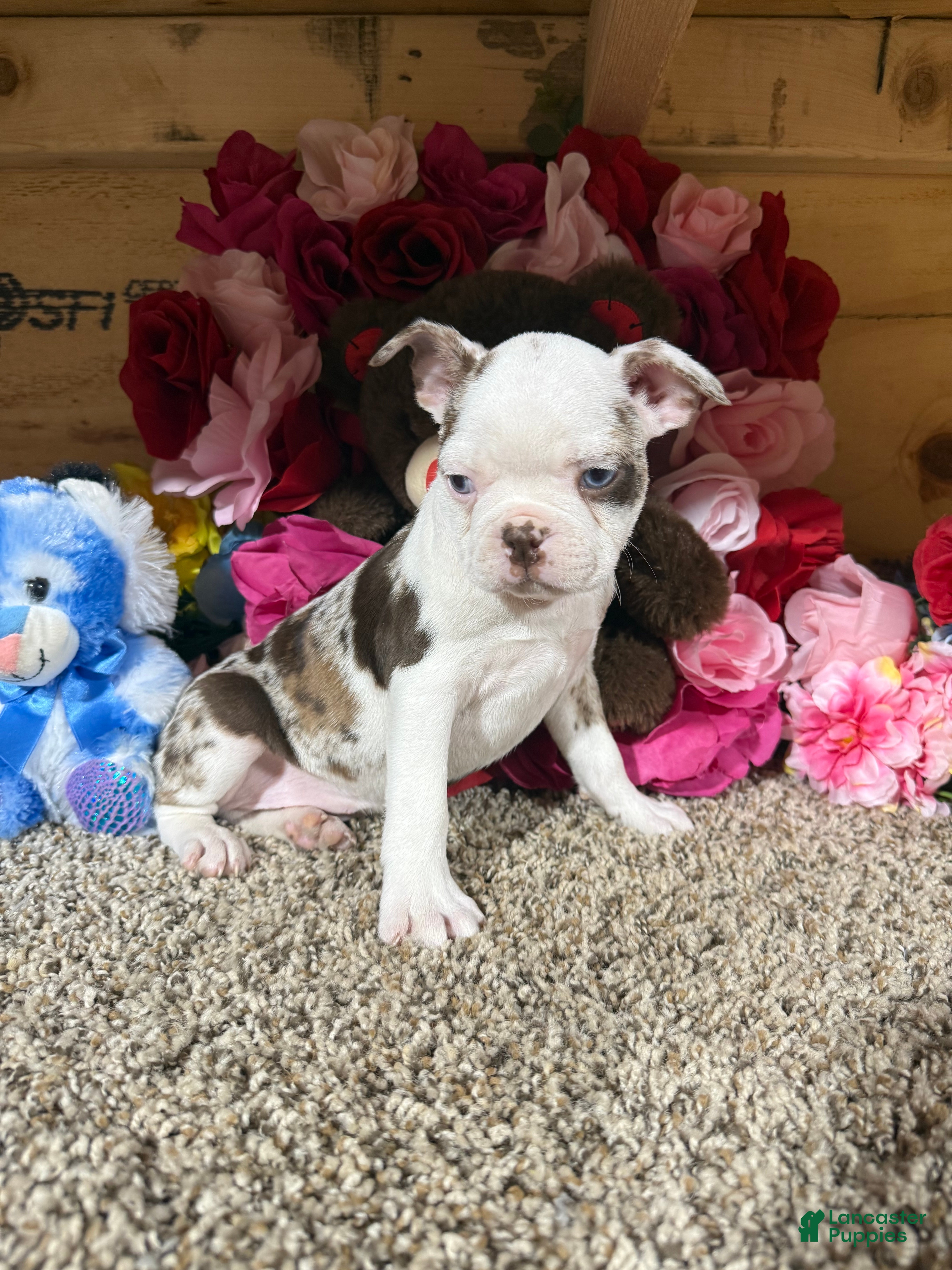 Boston Terrier dogs Boston Terrier Puppy 1 - Ad 25