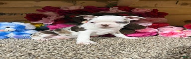 Boston Terrier Puppy 1