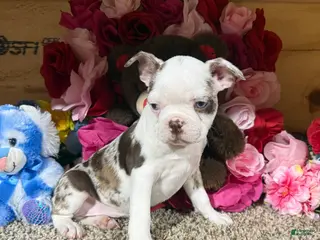 Boston Terrier dogs Boston Terrier Puppy 1 - Ad 15