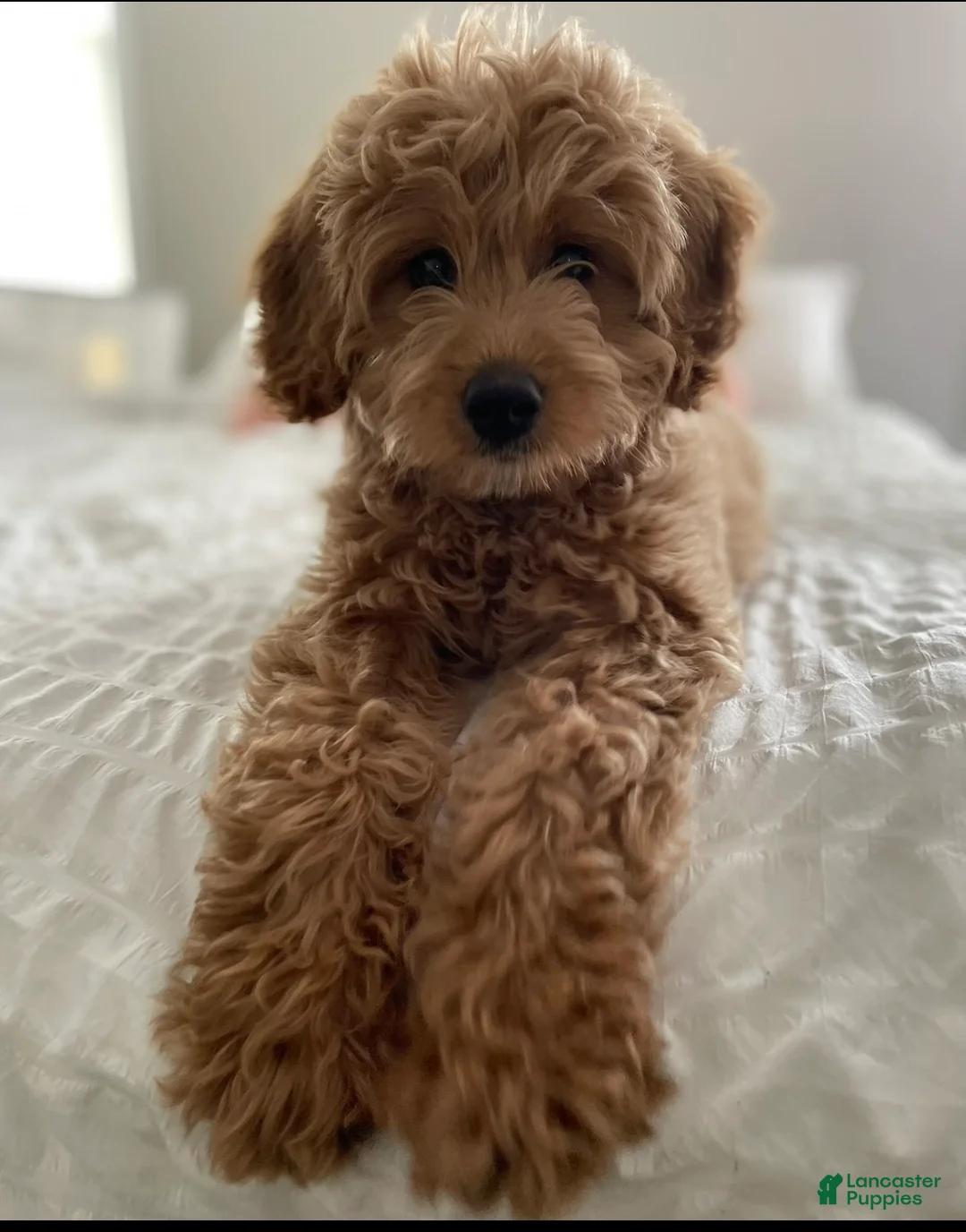 Mixed Breed dogs for sale: Mixed Breed Puppy 4 - Ad 2