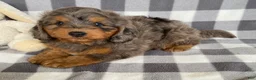 Mini Bernedoodle dogs for sale: Perry - Ad 5