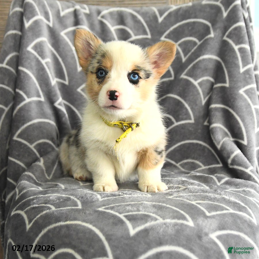 Welsh Corgi Pembroke dogs Katherina - Ad 1