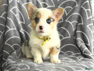 Welsh Corgi Pembroke dogs for sale: Katherina - Ad 4