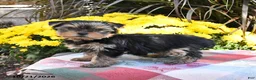 Yorkshire Terrier dogs for sale: Trixie - Ad 3