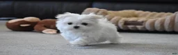 Maltese dogs for sale: Tiny - Ad 4