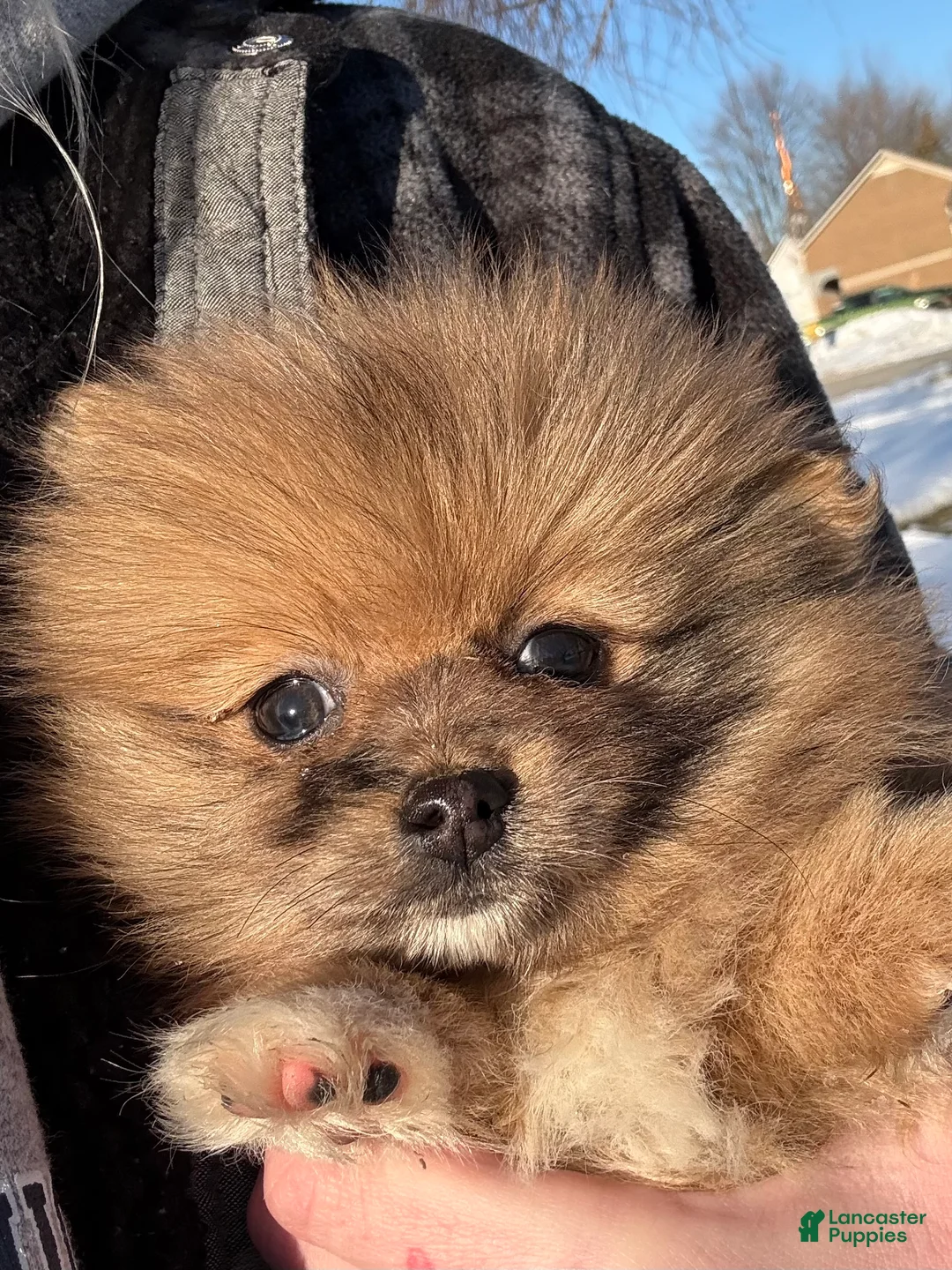 Pomeranian dogs for sale: Pomeranian Puppy 1 - Ad 1