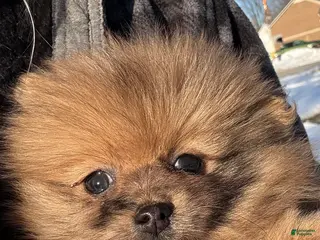 Pomeranian dogs Pomeranian Puppy 1 - Ad 2