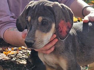 Mixed Breed dogs - Ad 1