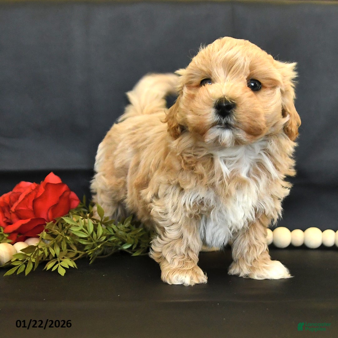 Maltipoo dogs for sale: Major - Ad 3