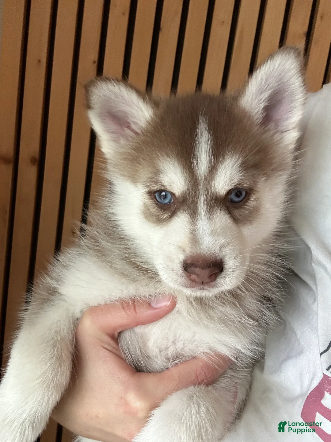 Pomsky dogs for sale: Pax Mini Pomsky - Ad 2