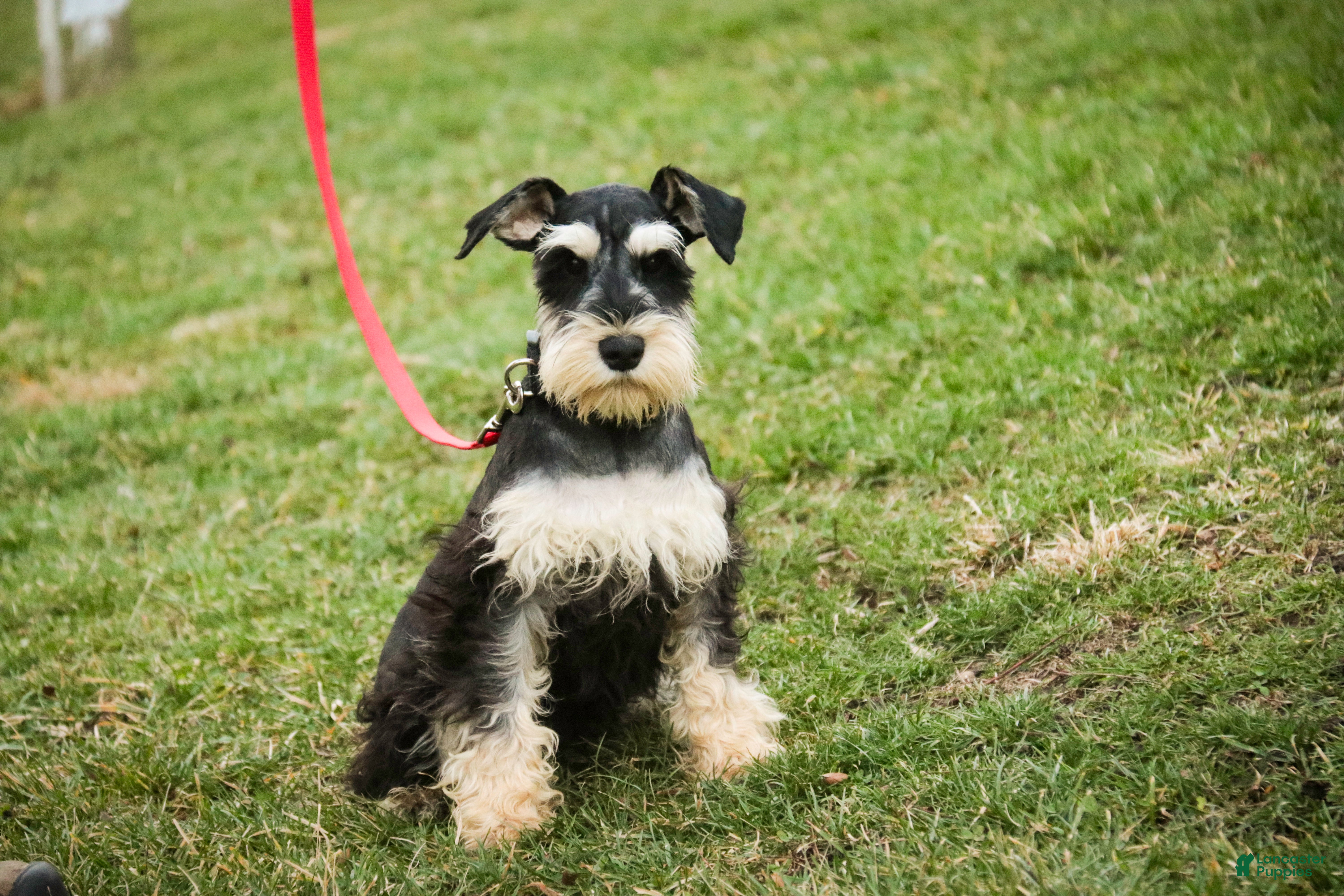 Miniature Schnauzer dogs Johann - Ad 12