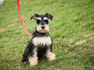 Miniature Schnauzer dogs Johann - Ad 28