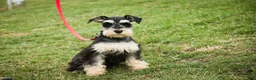 Miniature Schnauzer dogs for sale: Johann - Ad 1