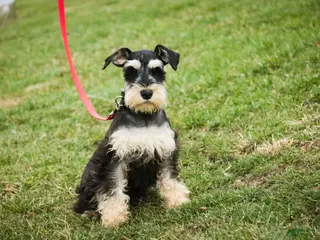 Miniature Schnauzer dogs Johann - Ad 29