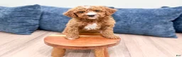 Miniature Poodle dogs for sale: Jackson - Ad 3