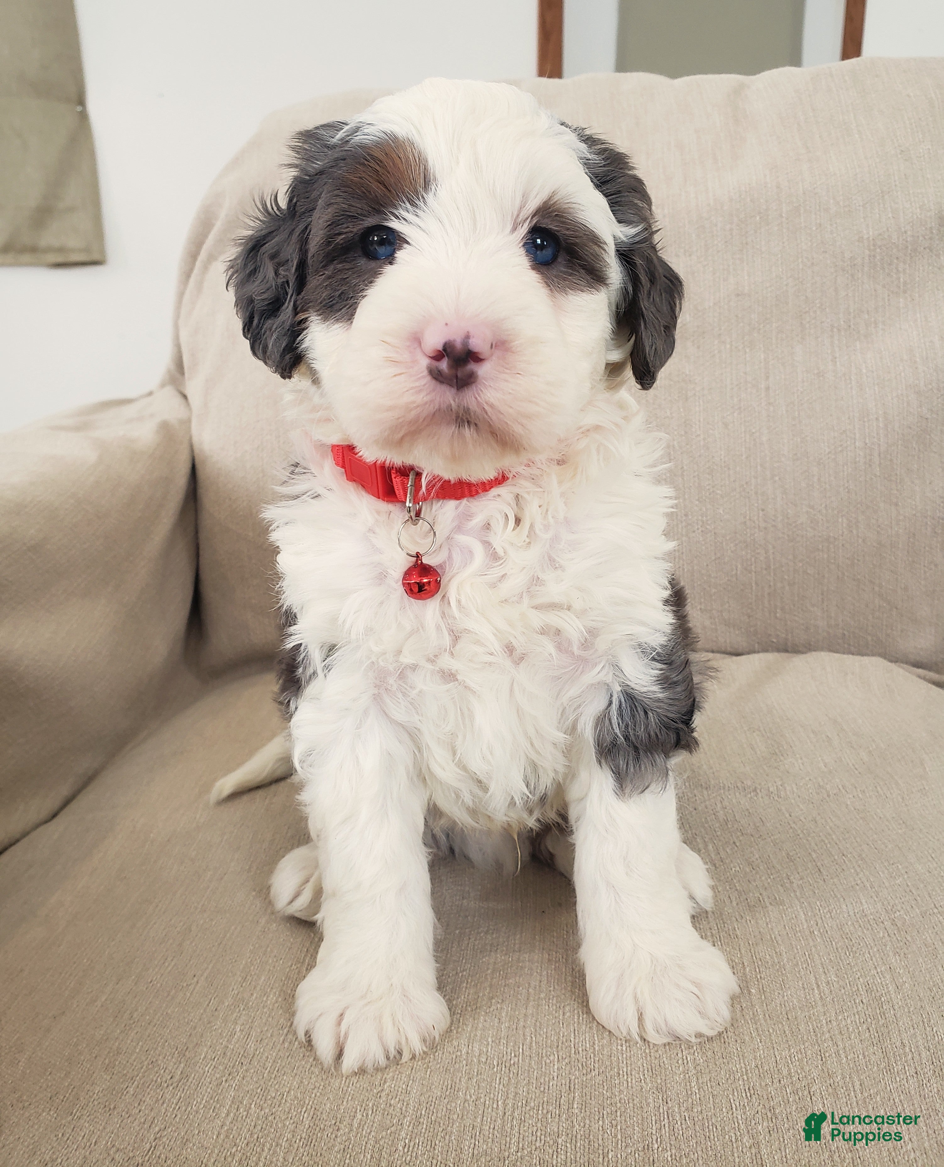 Mini Bernedoodle dogs Duke - Ad 13