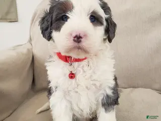Mini Bernedoodle dogs Duke - Ad 12