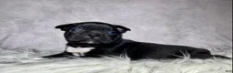 Mixed Breed dogs for sale: Mr Charlie  - Ad 7