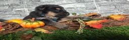 German Shepherd dogs for sale: German Shepherd 2 - Ad 3