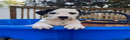 Dalmatian dogs for sale: Dalmatian 9 - Ad 4
