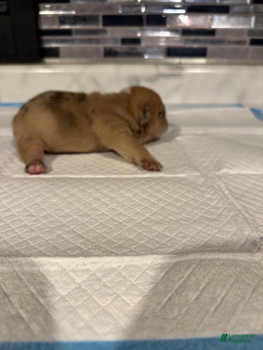 English Bulldog dogs for sale: Blue Fawn Merle Boy  - Ad 28