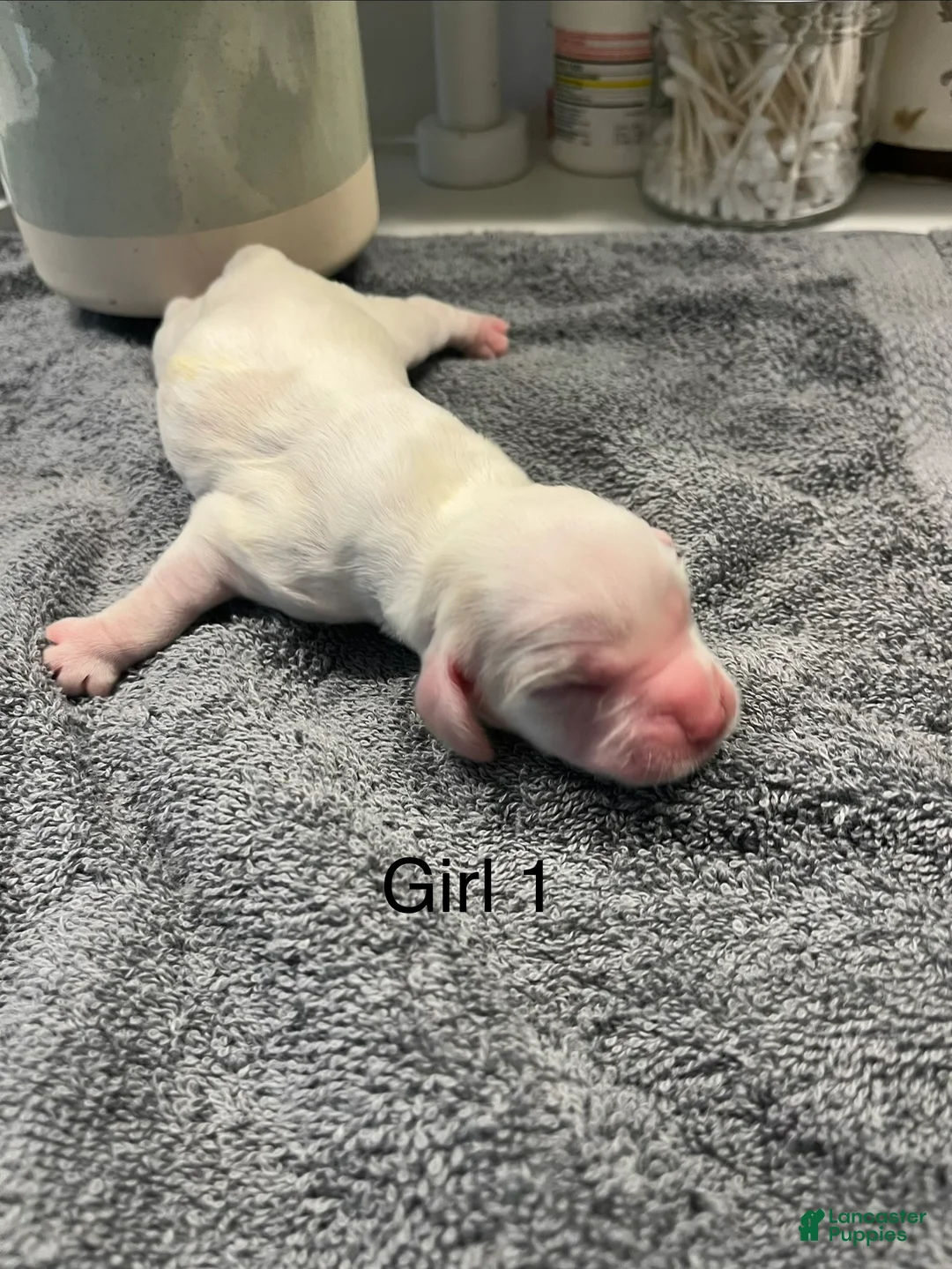 Cocker Spaniel dogs for sale: Cocker Spaniel Puppy 3 Female - Ad 2