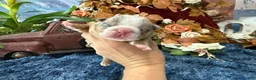 English Bulldog dogs for sale: Lola (lite Merle) - Ad 2