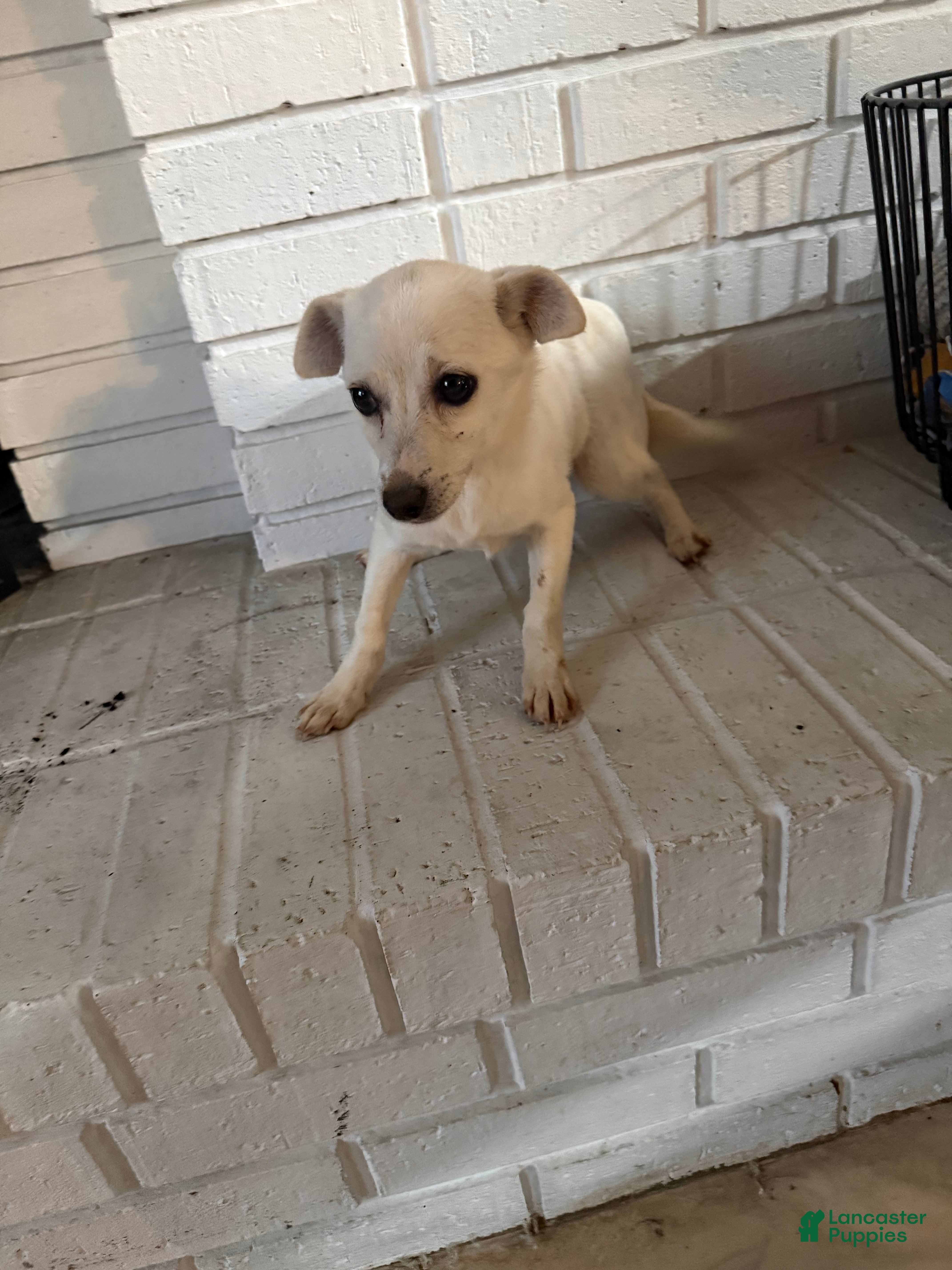 Chihuahua dogs Chihuahua Puppy 1 - Ad 3