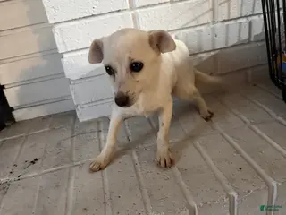 Chihuahua dogs Chihuahua Puppy 1 - Ad 3