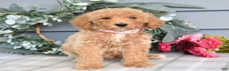 Goldendoodle dogs for sale: Fargo - Ad 4