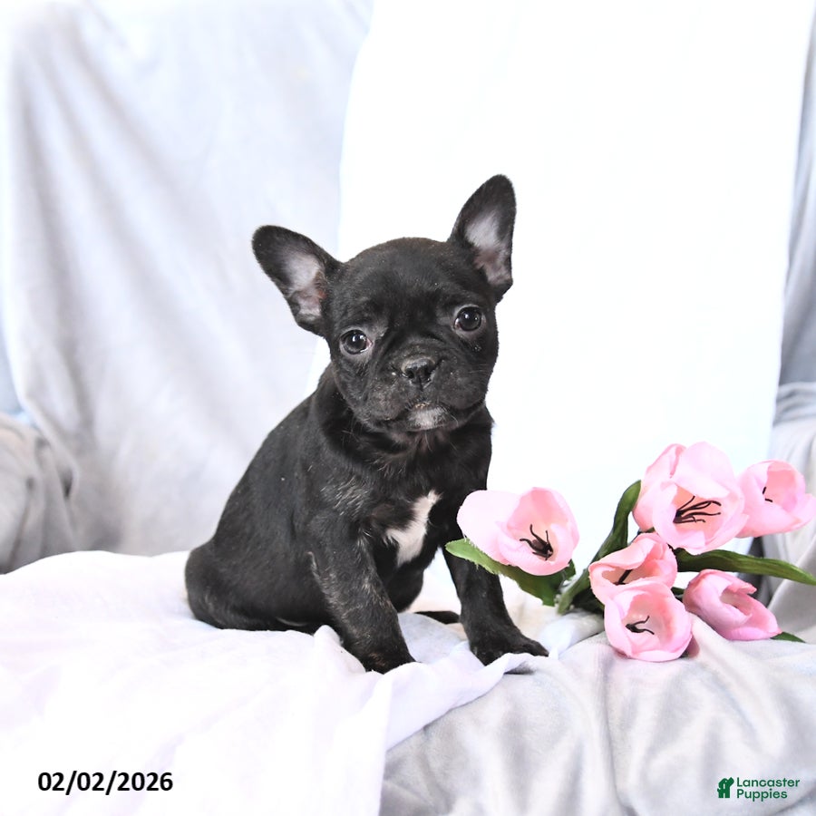 Frenchton dogs Sasha - Ad 2