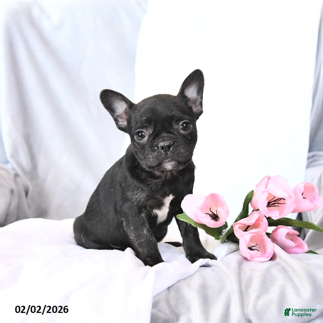 Frenchton dogs for sale: Sasha - Ad 2