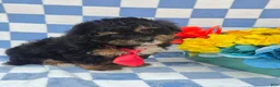 Yorkiepoo dogs for sale: Henry - Ad 3
