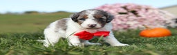Mini Bernedoodle dogs for sale: Chase - Ad 6