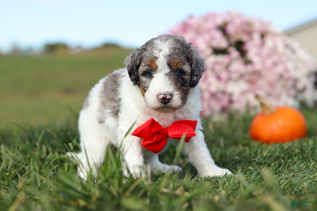 Mini Bernedoodle dogs for sale: Chase - Ad 6