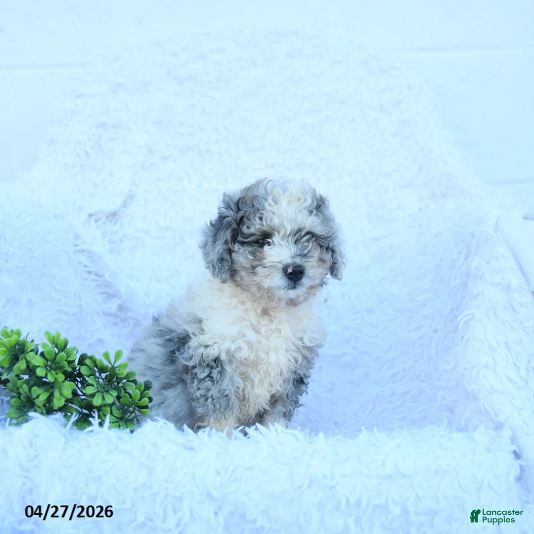 Miniature Poodle dogs for sale: Max  - Ad 2