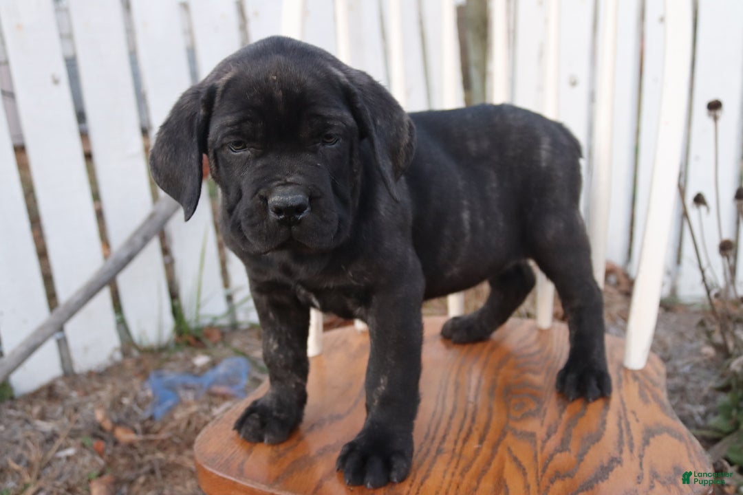 Cane Corso dogs for sale: Bradley  - Ad 13