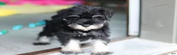 Miniature Schnauzer dogs for sale: Percy - Ad 21