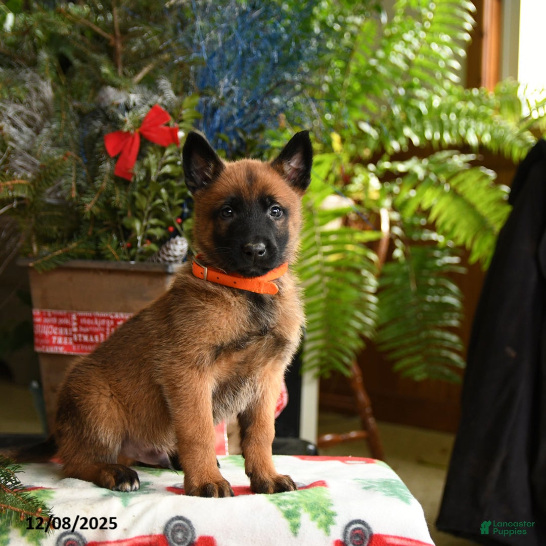 Belgian Malinois dogs for sale: Tangerine - Ad 5